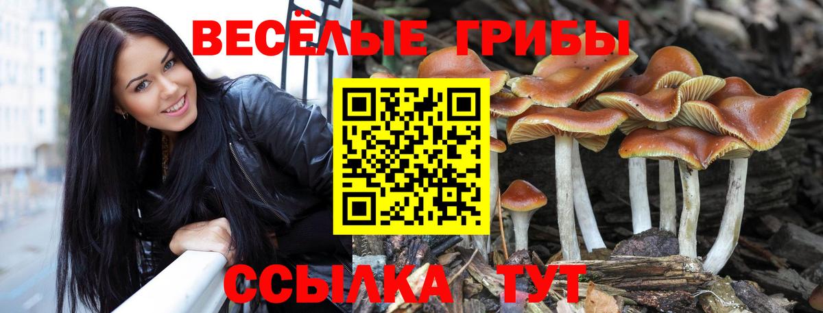 Шахты  Псилоцибиновые грибы прущие грибы  Вход с VPN  Галлюциногенные грибы ЛСД 